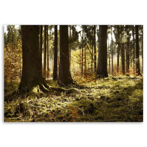 OBRAZ DRUKOWANY Las pejzaż krajobraz 120x80