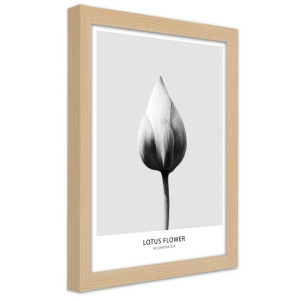 Plakat w ramie naturalnej, Biały pączek lotosu - 40x60