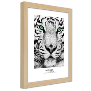 Plakat w ramie naturalnej, Biały tygrys - 70x100