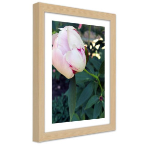 Plakat w ramie naturalnej, Biała piwonia - 20x30