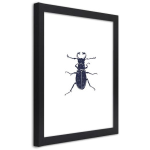 Plakat w ramie czarnej, Czarny chrabąszcz - 30x45
