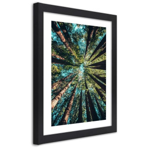 Plakat w ramie czarnej, Konary wysokich drzew - 30x45