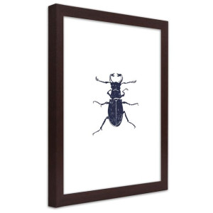 Plakat w ramie brązowej, Czarny chrabąszcz - 70x100