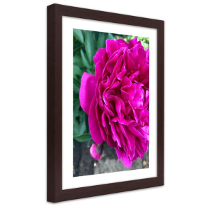 Plakat w ramie brązowej, Różowy duży kwiat - 20x30