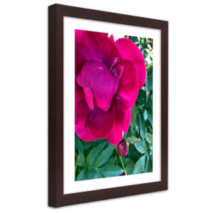 Plakat w ramie brązowej, Różowy duży kwiat - 20x30