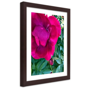 Plakat w ramie brązowej, Różowa piwonia - 20x30