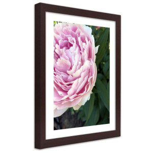 Plakat w ramie brązowej, Śliczna różowa piwonia - 30x45