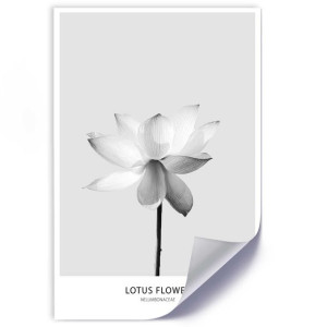 Plakat, Biały kwiat lotosu - 30x45