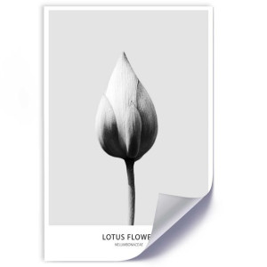Plakat, Biały pączek lotosu - 60x90