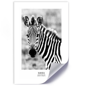 Plakat, Ciekawska zebra - 30x45