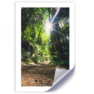 Plakat, Ścieżka w gęstym lesie - 30x45