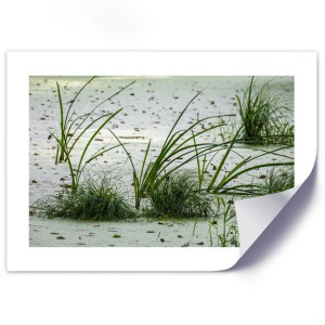 Plakat, Trawy na plaży - 30x20