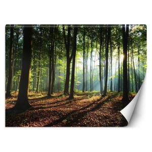 Fototapeta, Poranek w lesie - 200x140