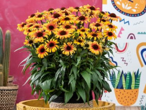 Jeżówka Special Yellow Red P9 żółto-czerwone kwiaty