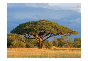 Fototapeta  Park Narodowy Hwange, Zimbabwe [Rozmiar: 350X270]