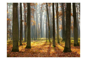 Fototapeta - Autumn trees [Rozmiar: 300X231]