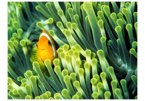 Fototapeta - Anemonefish [Rozmiar: 350X270]