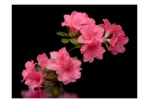 Fototapeta - Azalea in Black [Rozmiar: 350X270]