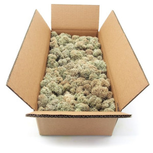 Mech chrobotek fiński naturalny 500g