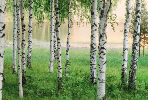 Fototapeta Flizelinowa Brzozy Las Jezioro 384x260