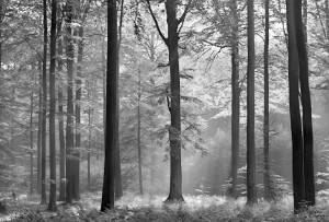 Fototapeta Flizelinowa Drzewa Las Liście 384x260