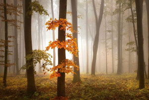 Fototapeta Flizelinowa Drzewa Las Liście 384x260