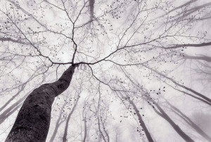 Fototapeta Flizelinowa Drzewo Gałęzie 384x260