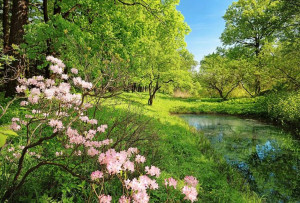 Fototapeta Flizelinowa Park Drzewa Rośliny 384x260