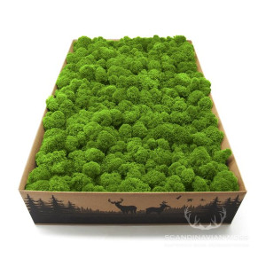 Mech chrobotek fiński jasnozielony 2kg netto