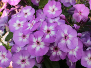 Floks wiechowaty Płomyk Flame Lilac fioletowy bylina sadzonka P9