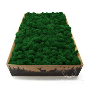 Mech chrobotek fiński zielony 2kg netto
