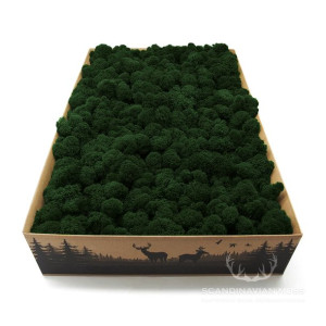 Mech chrobotek fiński ciemnozielony 2kg netto