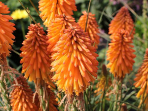 Trytoma Poco Orange pomarańczowe kwiaty bylina sadzonka P9