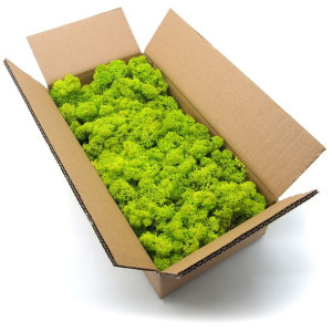 Mech chrobotek norweski jasnozielony 500g