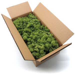 Mech chrobotek norweski zielony 500g