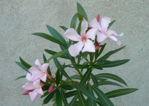 Oleander różowy sadzonki 1L