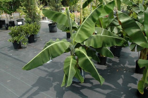 Bananowiec Dwarf Cavendish owocuje sadzonki C2