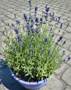 Lawenda Hidcote Blue Strain sadzonki w doniczce