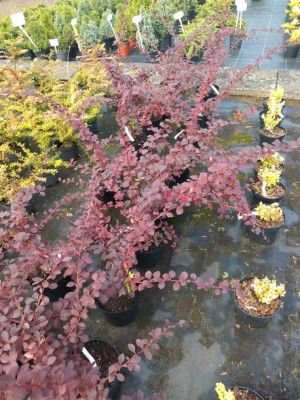 BERBERYS THUNBERGA 'ATROPURPUREA' sadzonka 1,5l