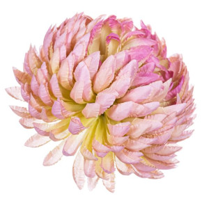 Chryzantema ananas mauve
