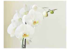 Fototapeta - Biała orchidea [Rozmiar: 350X270]