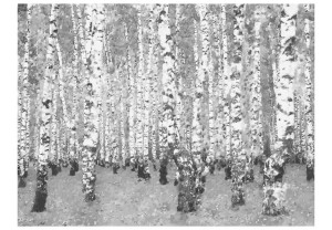 Fototapeta - Brzozowe zacisze [Rozmiar: 300X231]