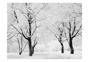 Fototapeta - Drzewa - pejzaż zimowy [Rozmiar: 400X309]