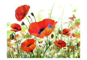 Fototapeta - Country poppies [Rozmiar: 350X270]