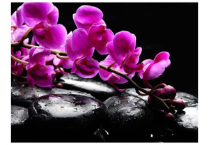Fototapeta - Chwila relaksu : orchidea i kamienie zen [Rozmiar: 350X270]