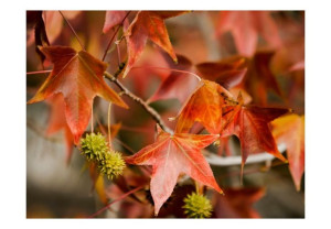 Fototapeta - Chestnut [Rozmiar: 400X309]