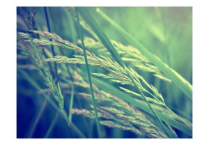 Fototapeta - Cereal field [Rozmiar: 400X309]