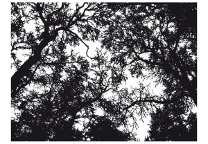 Fototapeta - Bleak forest [Rozmiar: 350X270]
