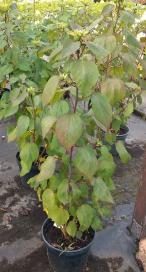 hibiskus bylinowy sadzonki xxl 120cm