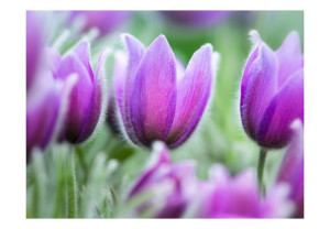 Fototapeta - Fioletowe wiosenne tulipany [Rozmiar: 350X270]